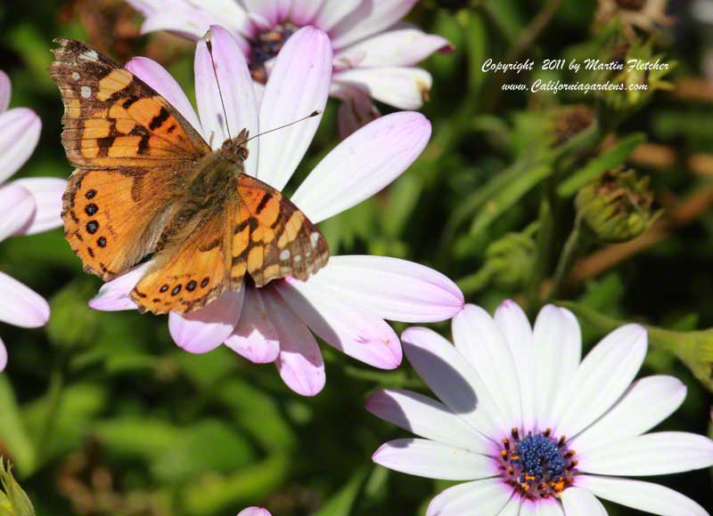 Osteospermum fruticosum, Freeway Daisy