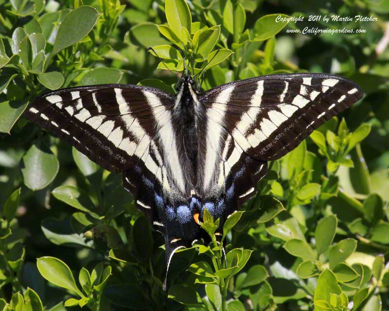 Pale Tiger Swallowtail, Papilio eurymedon
