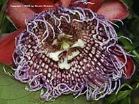 Passiflora alata, Wing Stem Passion Vine