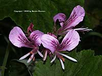 Pelargonium cordifolium, Heartleaf Geranium