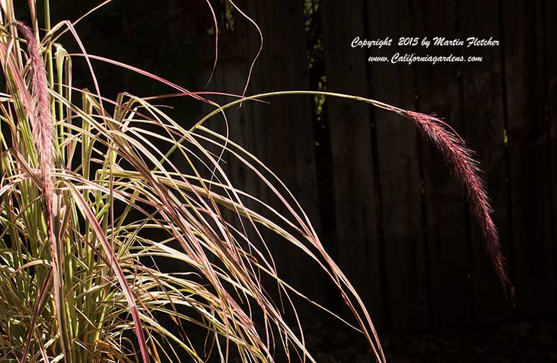 Pennisetum Cherry Sparkler, Fountain Grass