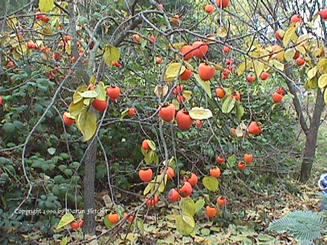 American Persimmon, Diosporos virginiana