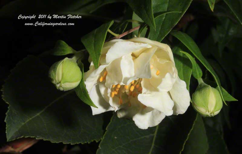 Philadelphus mexicanus plena, Double Flowering Evergreen Mock Orange
