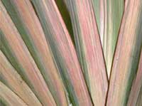 Phormium Pink Stripe, Pink Stripe New Zealand Flax