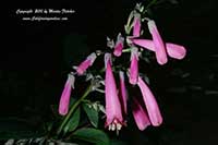 Phygelius Pink Sensation, Pink Cape Fuchsia