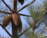 Pinus coulteri, Coulter Pine, Bigcone Pine