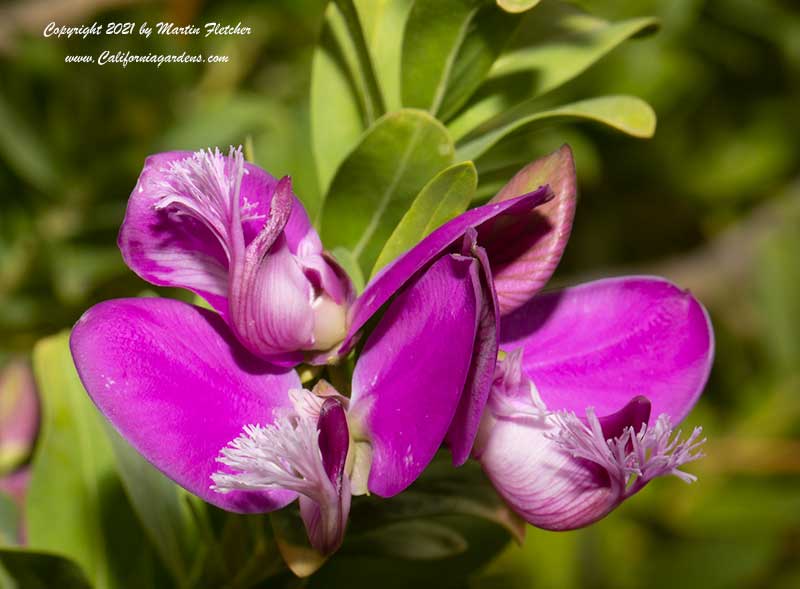 Polygala myrtifolia grandiflora, Sweet Pea Shrub