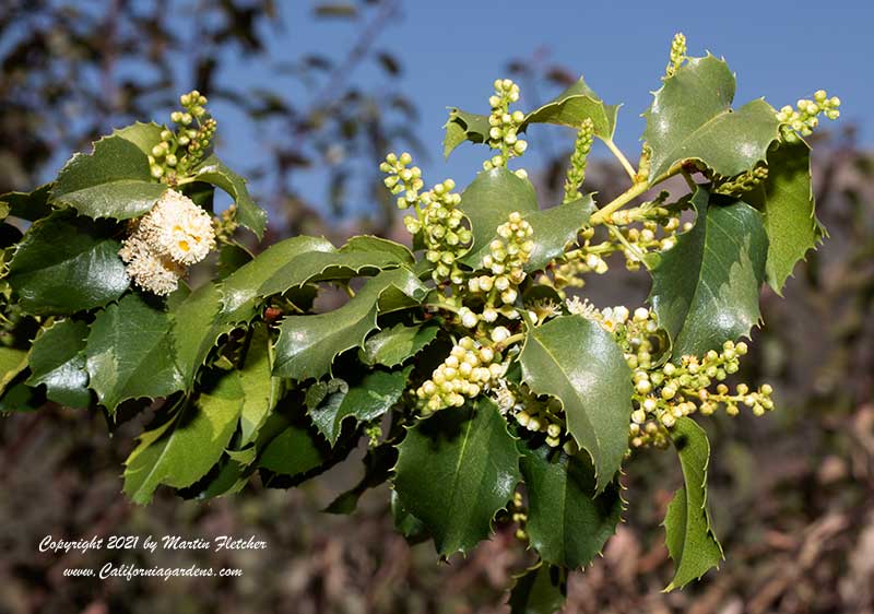 Prunus ilicifolia flowers, Holly Leaf Cherry