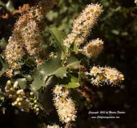 Prunus ilicifolia, Holly Leaf Cherry