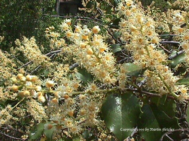 Prunus ilicifolia flowers