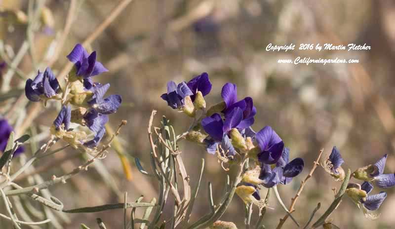 Psorothamnus schottii, Schott's Indigo Bush