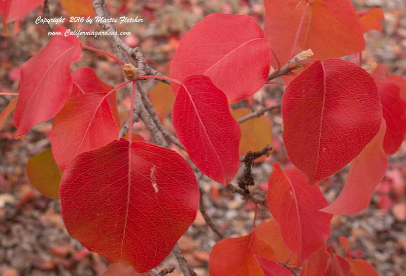 Pyrus calleryana, Bradford Pear Fall Color