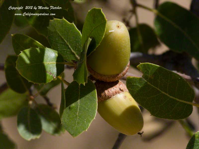 Quercus berberidifolia, Scrub Oak