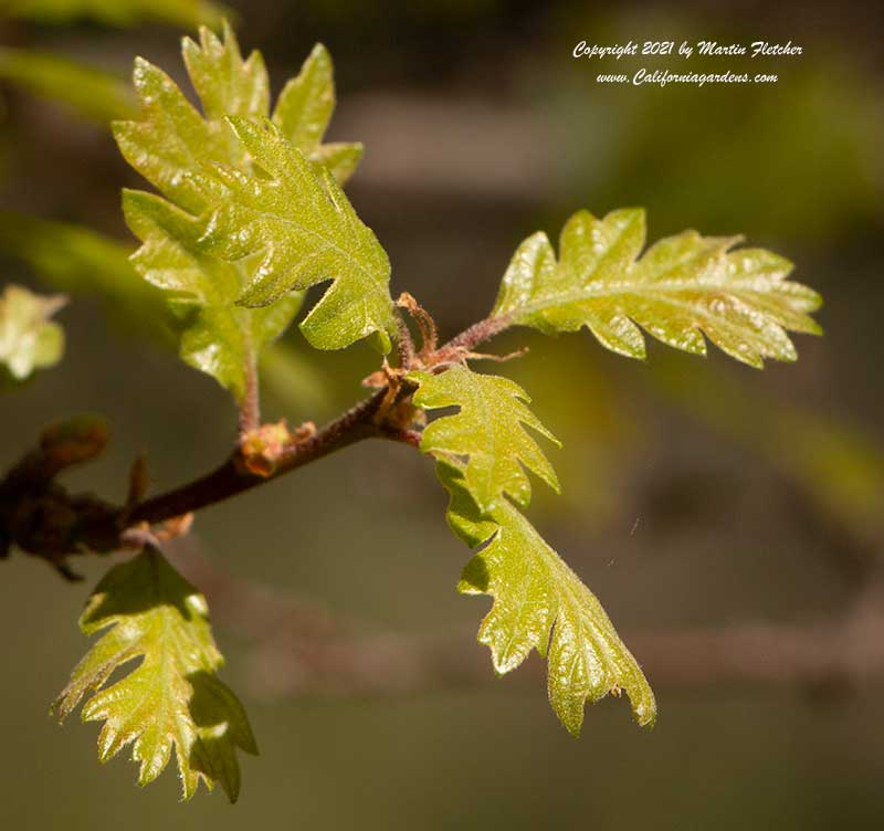 Quercus garryana, Oregon Oak, Garry Oak, new leaves