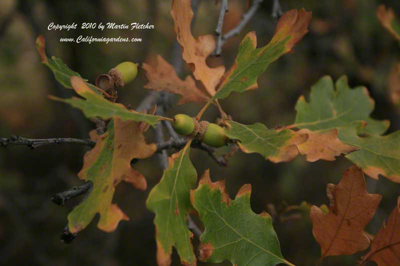 Quercus garryana, Oregon Oak, Garry Oak