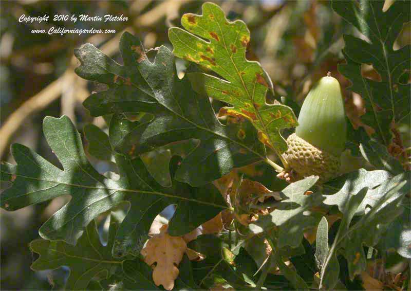 Quercus lobata, acorn, Valley Oak