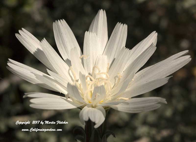 Rafinesquia neomexicana, Desert Chicory, New Mexico Plumeseed