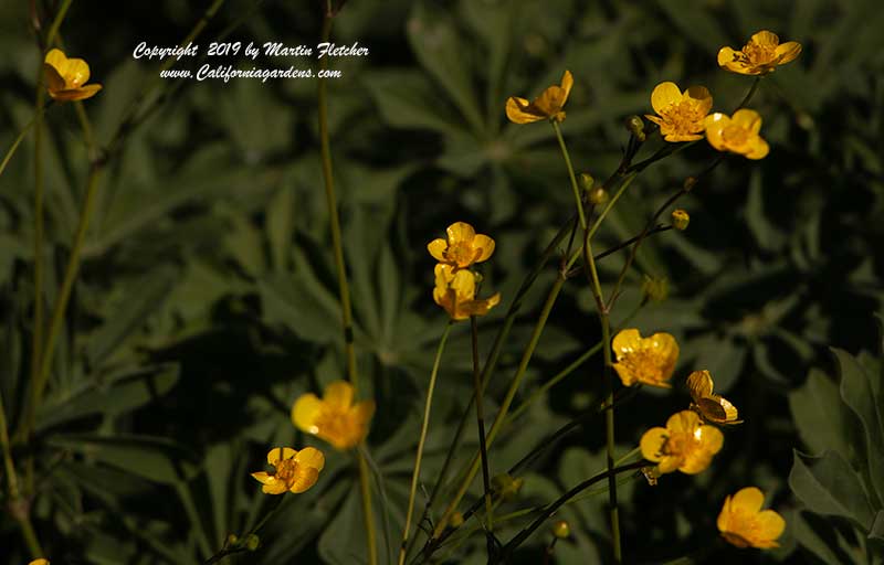 Ranunculus californicus, California Buttercup