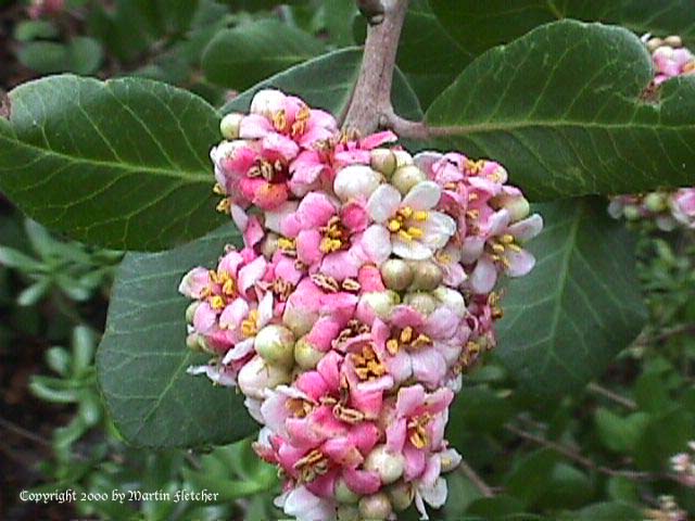 Rhus integrifolia, Lemonade Berry