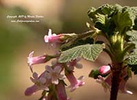 Ribes malvaceum viridifolia Ortega Beauty, Ortega Beauty Chaparral Currant