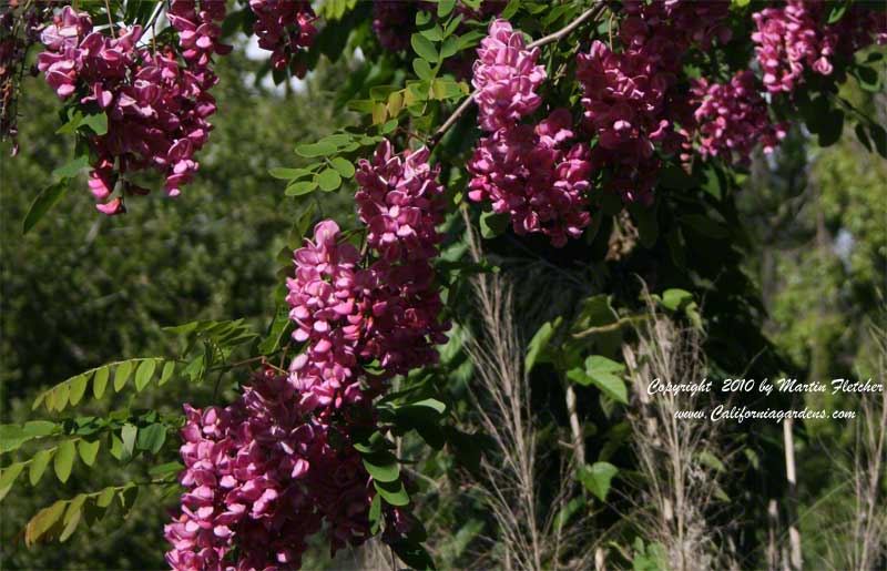 Robinia pseudoacacia Purple Robe, Purple Robe Black Locust