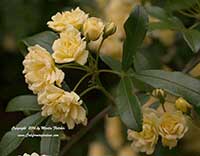 Rosa banksiae lutea, Yellow Lady Banks Rose