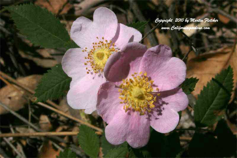 Rosa californica, California Wild Rose