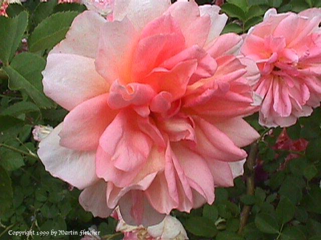Image of the English Elegance Rose