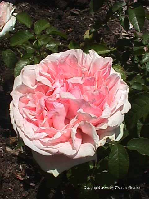 Image of the English Sachet Rose