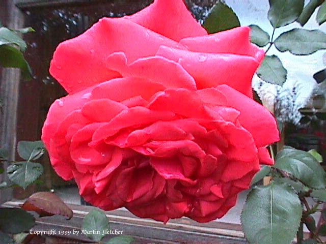 Image of the Fragrant Cloud Rose