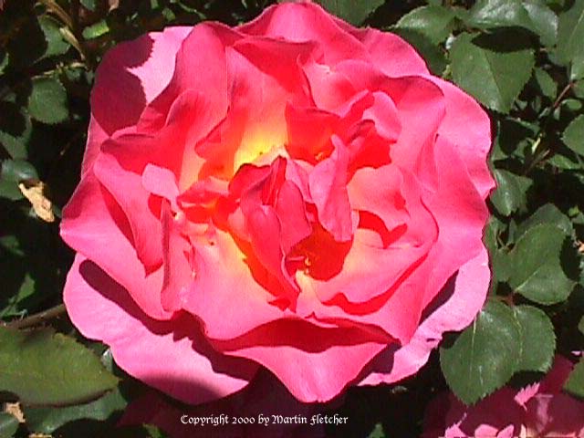 Lucetta rose