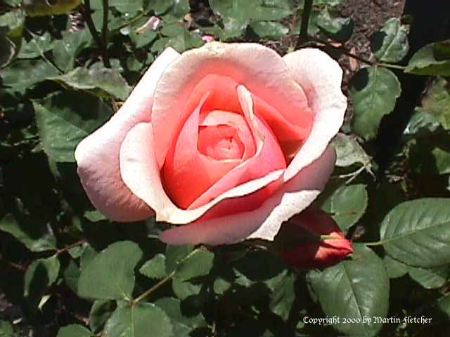 Paul Bocuse, Modern Shrub Rose