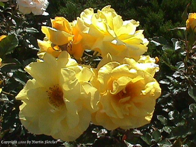 Sunflare Floribunda Rose