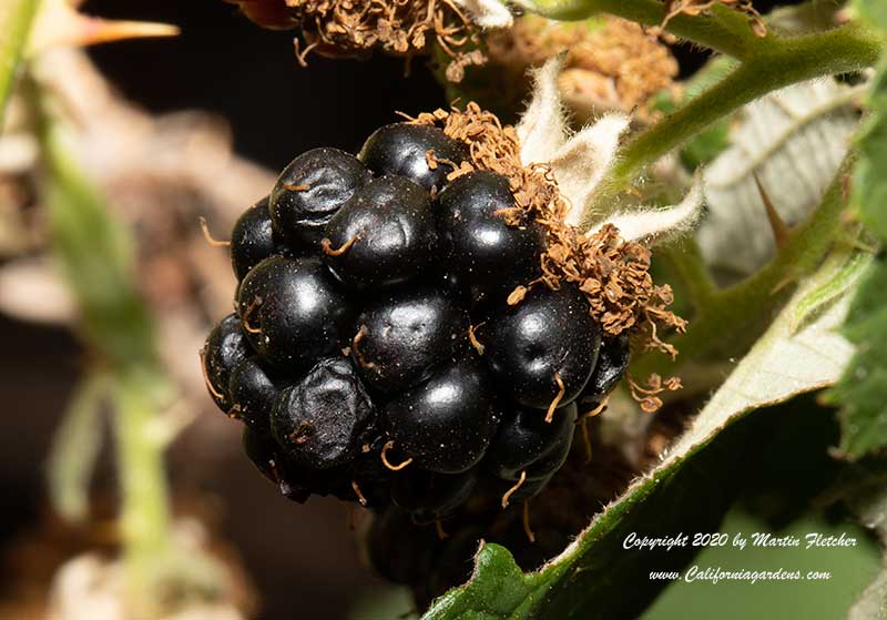 Rubus ursinus, One Berry, California Blackberry