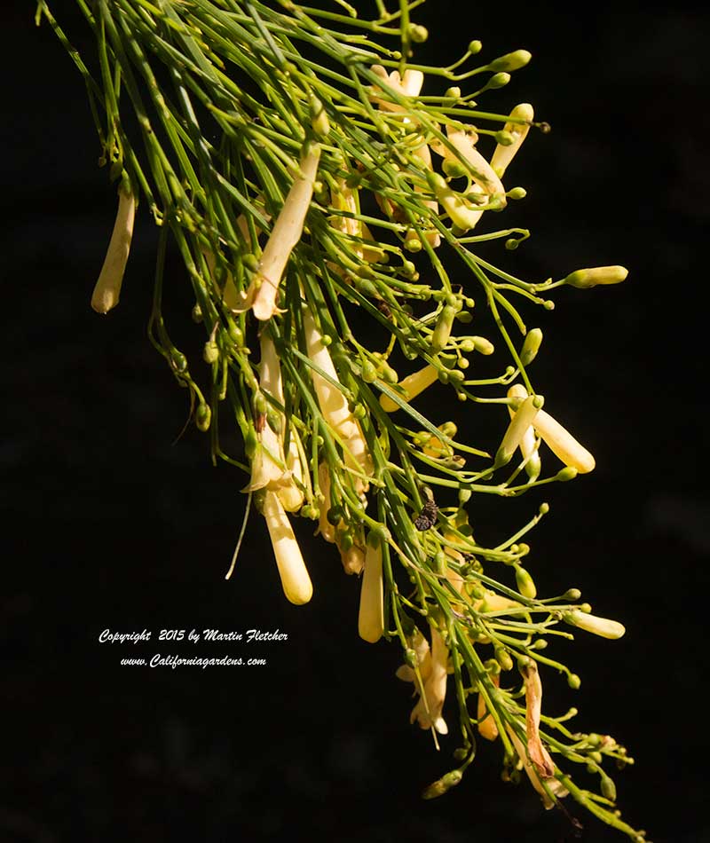 Russelia equisetiformis aurea