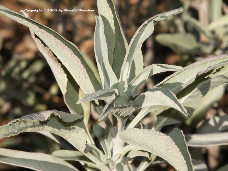 Salvia apiana, White Sage