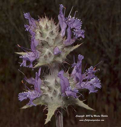 Salvia carduacea, Thistle Sage, California native species