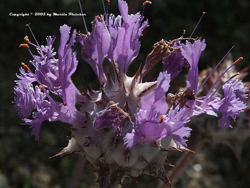 Salvia carduacea, Thistle Sage