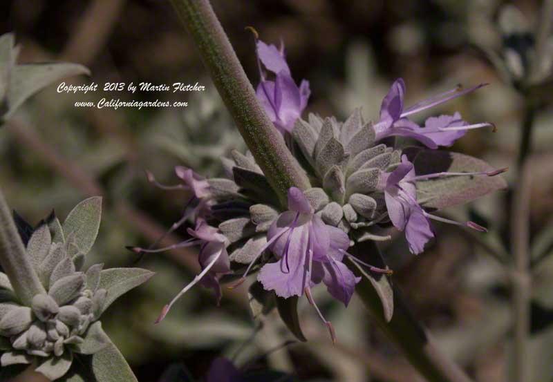 Salvia Desperado