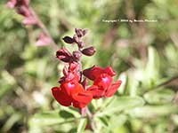 Salvia greggii Furman's Red, Furman's Red Autumn Sage
