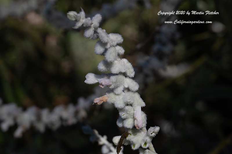 Salvia leucantha White Mischief