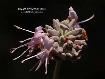 Salvia Leucophylla Amethyst Bluff, Amethyst Bluff Purple Sage, California native sage