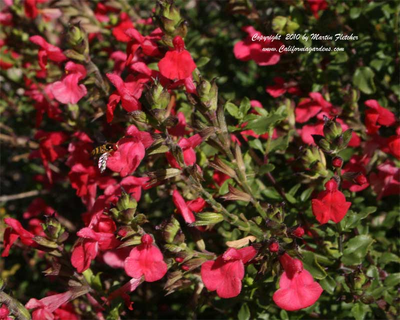 Salvia microphylla, Salvia grahamii, Little Leaf Sage