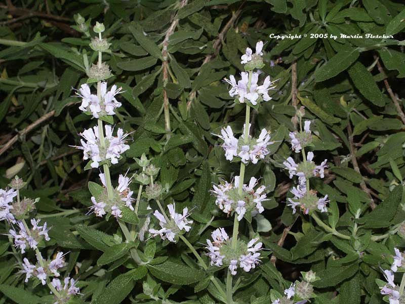 Salvia mellifera Terra Seca