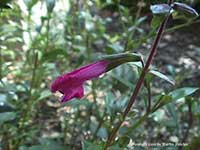 Salvia buchananii, Buchanan's Sage, Fuchsia Sage