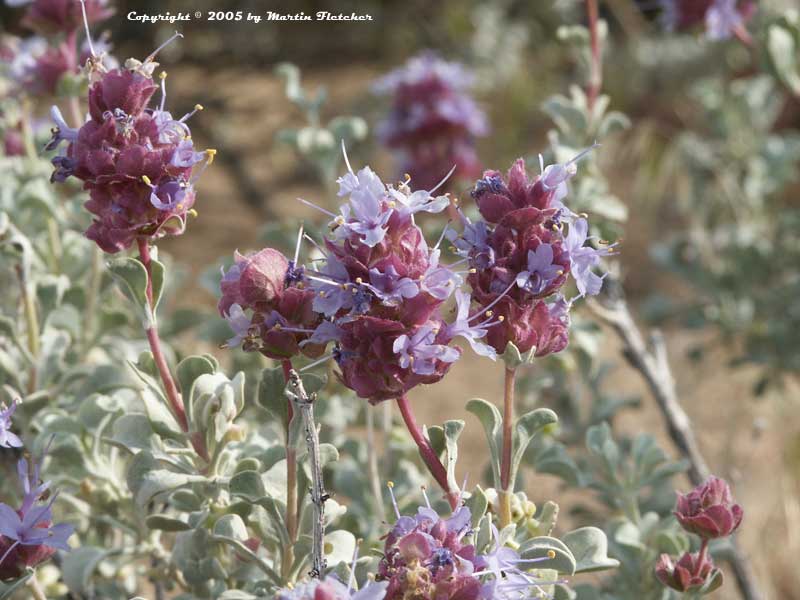 Salvia Dorrii Purple Desert Sage California Gardens,How Long To Cook Chicken Breast At 350