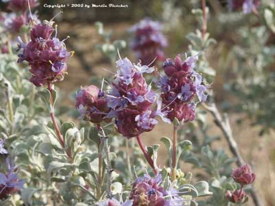 Salvia dorrii, Purple Desert Sage, California Native sage