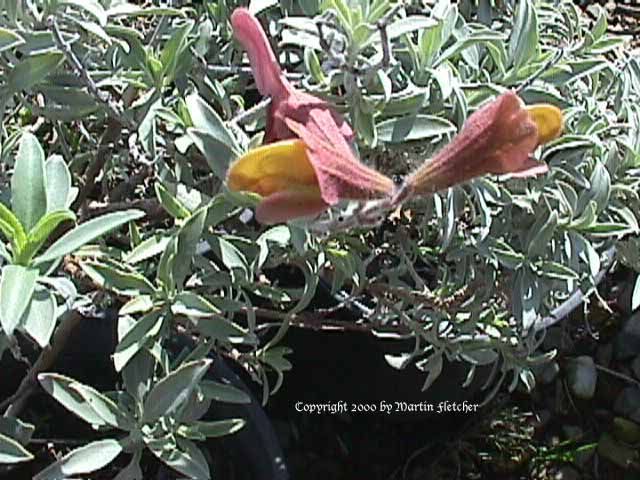 Salvia lanceolata, Rocky Mountain Sage