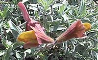 Salvia lanceolata, Rocky Mountain Sage