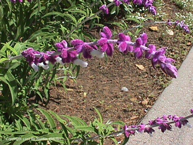 Salvia leucantha, Mexican Sage